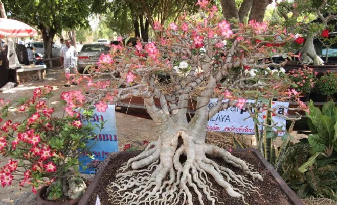 Kỹ thuật thay đất, cắt tỉa và xử lý rễ hoa sứ trước khi trồng lại, một phần quan trọng trong cách chăm cây hoa sứ trưởng thành