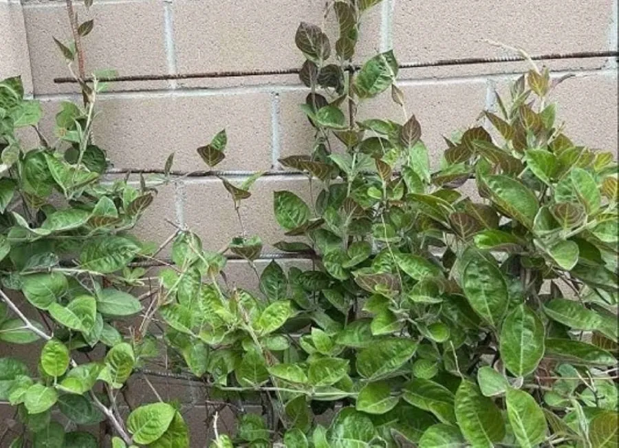 Kỹ thuật thu hoạch lá mơ lông bằng cách cắt tỉa cành non khỏe mạnh