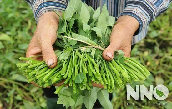 Kỹ thuật thu hoạch rau muống đúng cách để đảm bảo năng suất sau này