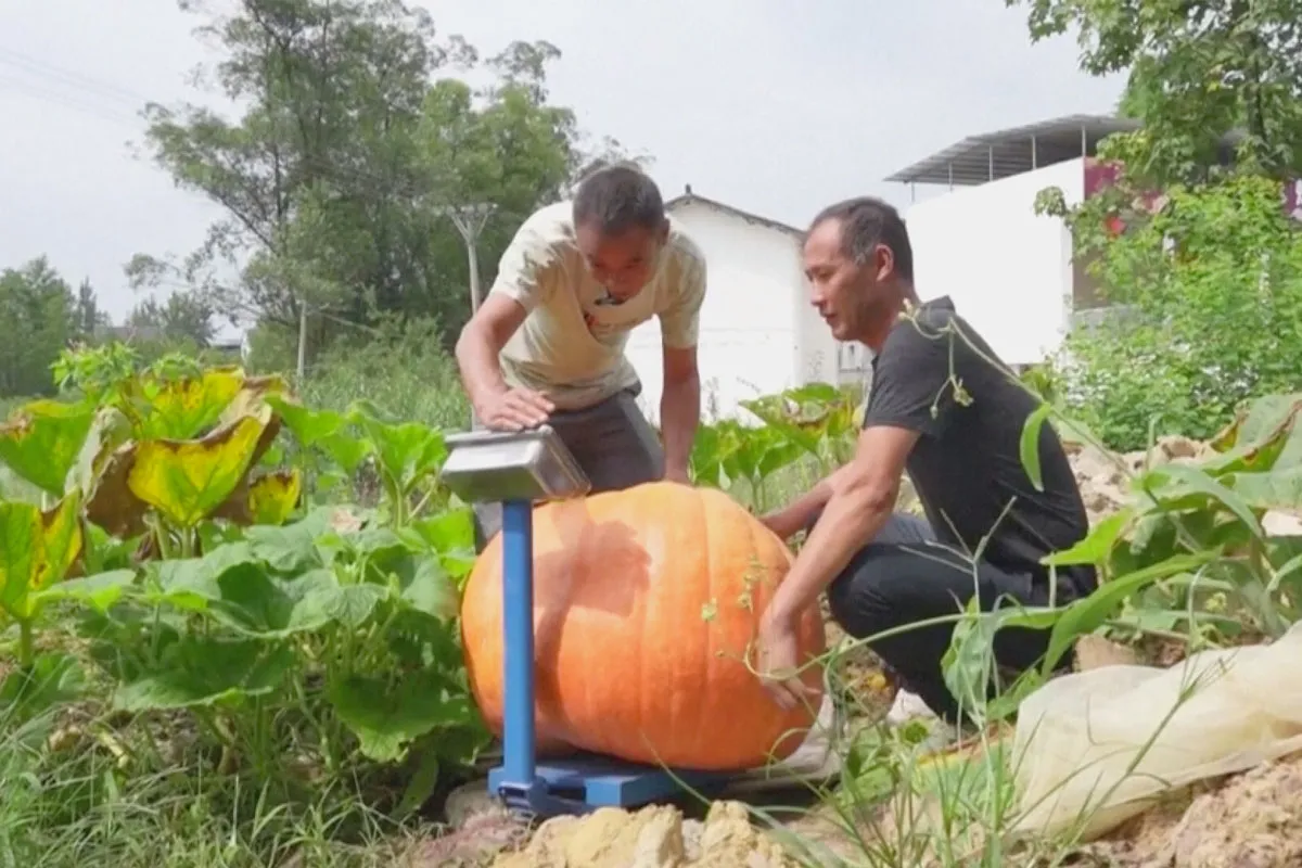 Kỹ thuật thu hoạch và vận chuyển quả bí ngô khổng lồ sau khi áp dụng cách chăm sóc cây bí ngô chuyên nghiệp.
