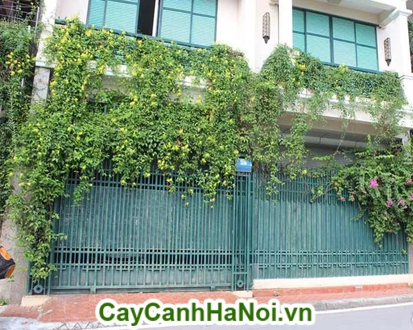 Kỹ thuật tỉa cành là phần quan trọng trong cách chăm sóc hoa hoàng yến dạng leo