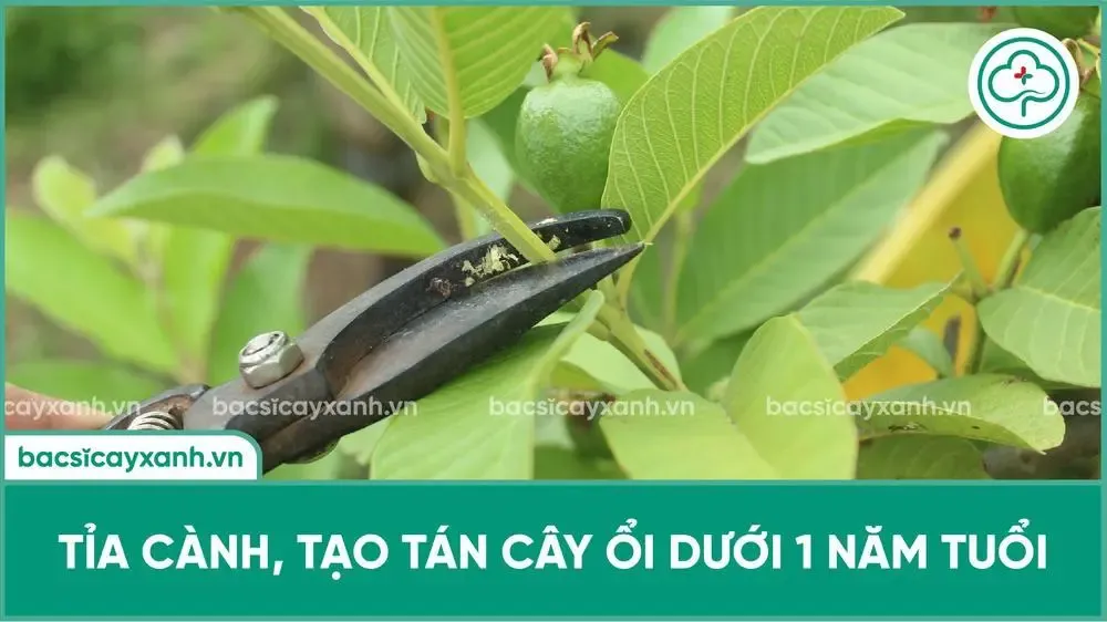 Kỹ thuật tỉa cành tạo tán cho cây ổi mới trồng để xây dựng khung tán vững chắc