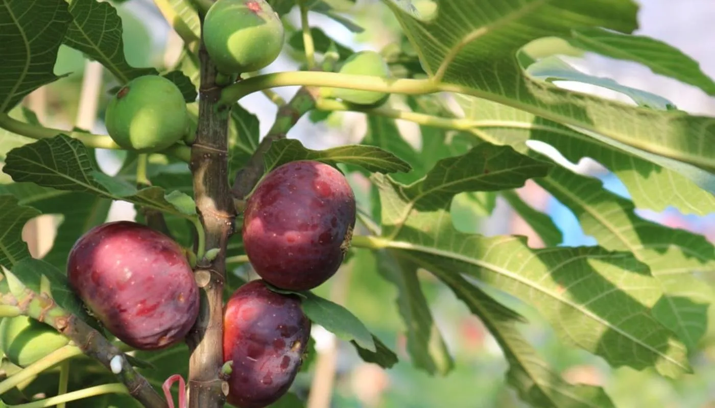 Kỹ thuật tỉa cành và tạo tán khi chăm sóc cây sung Mỹ bonsai