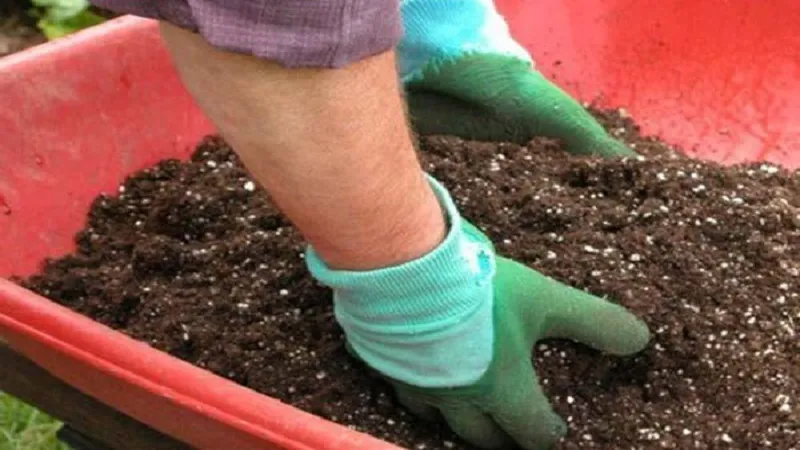 Kỹ thuật trộn đất và bón lót phân vi sinh, phân chuồng trước khi áp dụng cách trồng cây sưa đỏ