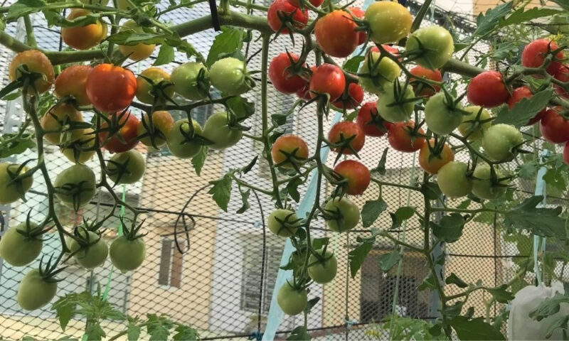 Cách Chăm Cà Chua Khi Ra Hoa Đúng Kỹ Thuật Giúp Tăng Năng Suất Vượt Trội