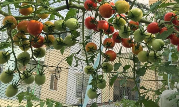 Cách Trồng Cây Cà Chua Tại Nhà Sai Trĩu Quả, Chi Tiết Từ A Đến Z