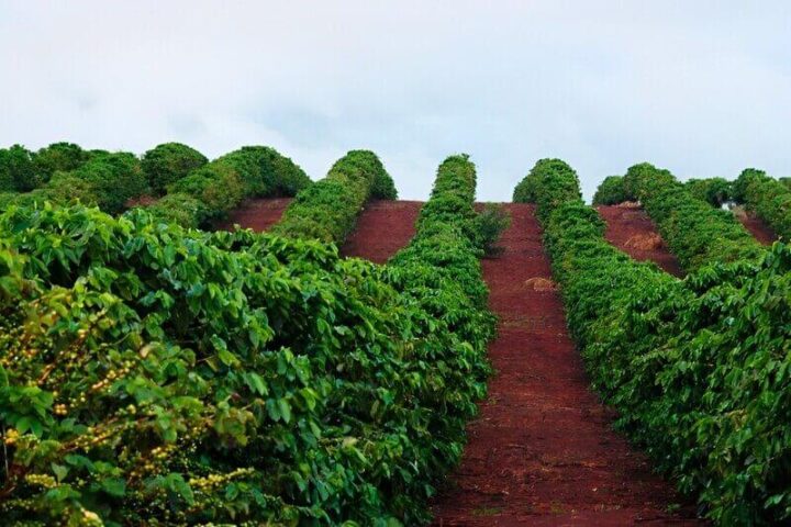 Cách Chăm Sóc Cây Cà Phê Từ Giai Đoạn Mới Trồng Đến Thu Hoạch Hiệu Quả