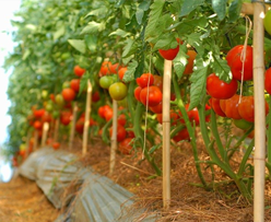 Cách Trồng Và Chăm Sóc Cây Cà Chua Đạt Năng Suất Vượt Trội