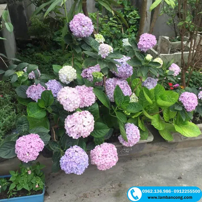 kỹ thuật trồng cây cẩm tú cầu nở hoa rực rỡ