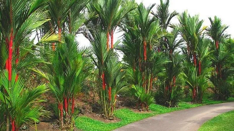 Kỹ thuật trồng cây cau đỏ con vào chậu, chuẩn bị đất trồng và hệ thống thoát nước