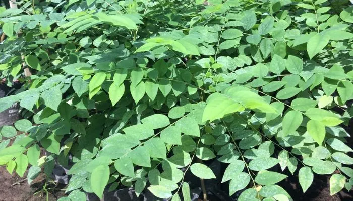 Kỹ thuật trồng cây chùm ruột cần chú trọng vị trí nắng nhiều để cây phát triển tối đa