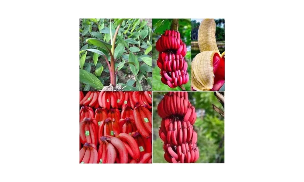 Kỹ thuật trồng cây chuối đỏ đúng cách và các bước thu hoạch quả