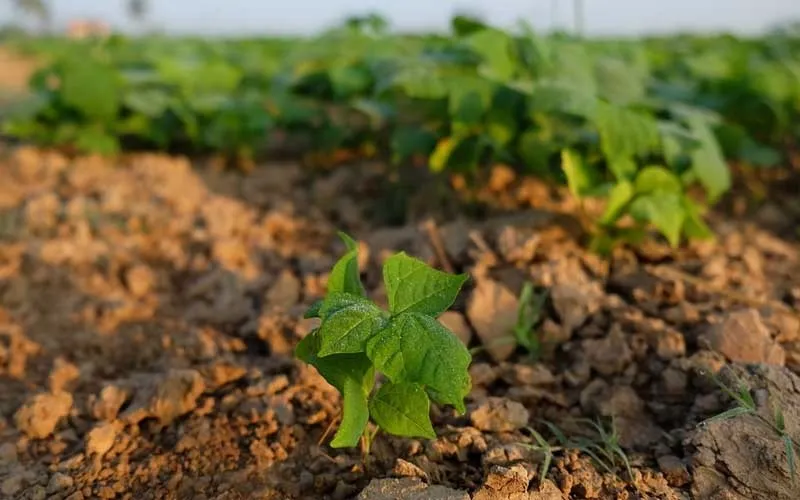 Kỹ thuật trồng cây củ đậu đạt năng suất cao