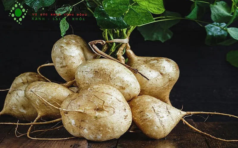 Kỹ thuật trồng cây củ đậu