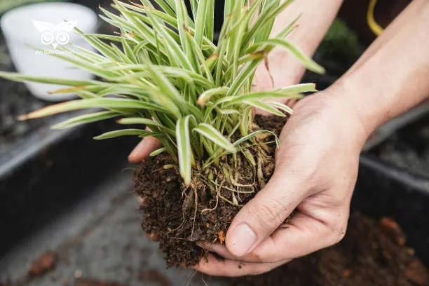 Kỹ thuật trồng cây dây nhện vào chậu theo phương pháp truyền thống trong đất