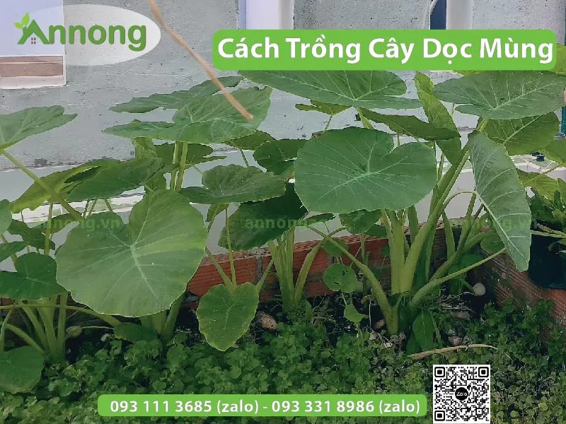 Kỹ thuật trồng cây dọc mùng trên sân thượng cần chú ý đến hệ thống thoát nước