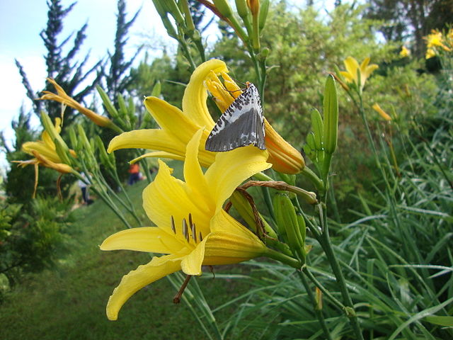 Cách Trồng Hoa Kim Châm: Kỹ Thuật Chuyên Sâu Từ A Đến Z
