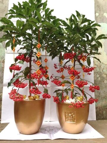 Cách Trồng Cây Kim Ngân Lượng Ra Quả Đỏ Tươi Đúng Dịp Tết