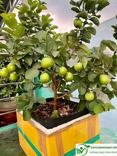 Kỹ thuật trồng cây ổi Đài Loan trong chậu xốp tại vườn