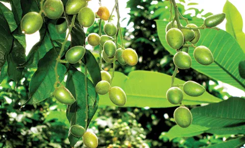 Kỹ thuật trồng cây quất bằng hạt mang lại năng suất cao cho nhà vườn