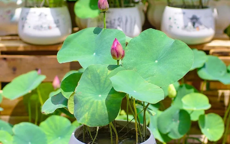 Kỹ thuật trồng cây sen nhật mini ra hoa đúng cách