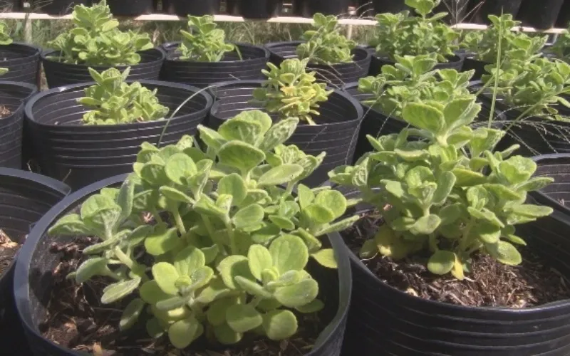 Kỹ thuật trồng cây sen thơm tại nhà, chọn đất tơi xốp và đảm bảo thoát nước tốt