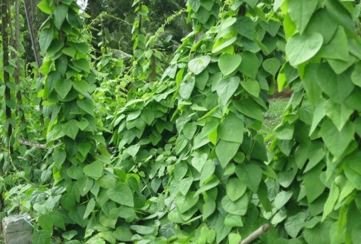 Cách Trồng Cây Sâm Nam Chuẩn Kỹ Thuật Đạt Dược Tính Cao Nhất