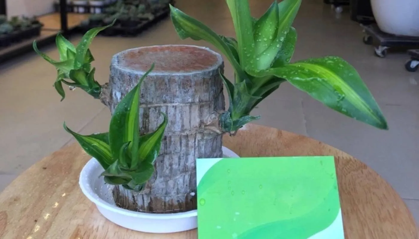 Kỹ thuật trồng cây thiết mộc lan trong nước