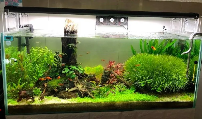 Kỹ thuật trồng cây thủy sinh cỏ Nhật chi tiết