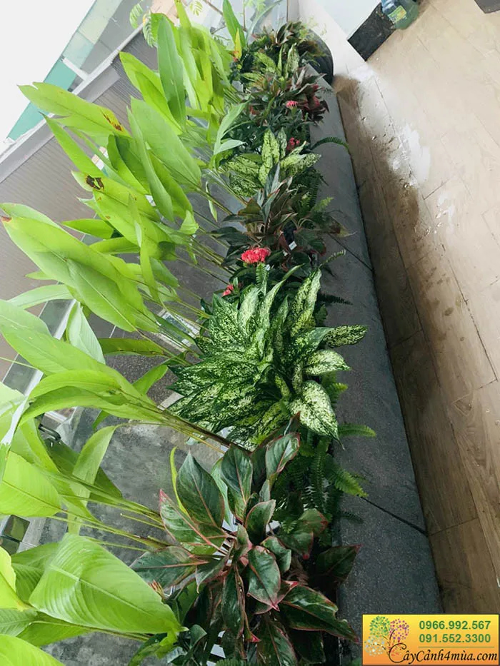 Kỹ thuật trồng cây tiểu cảnh Mỏ Két trong chậu đá mài