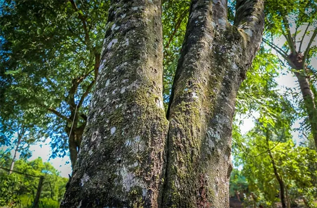 Kỹ thuật trồng cây trầm hương