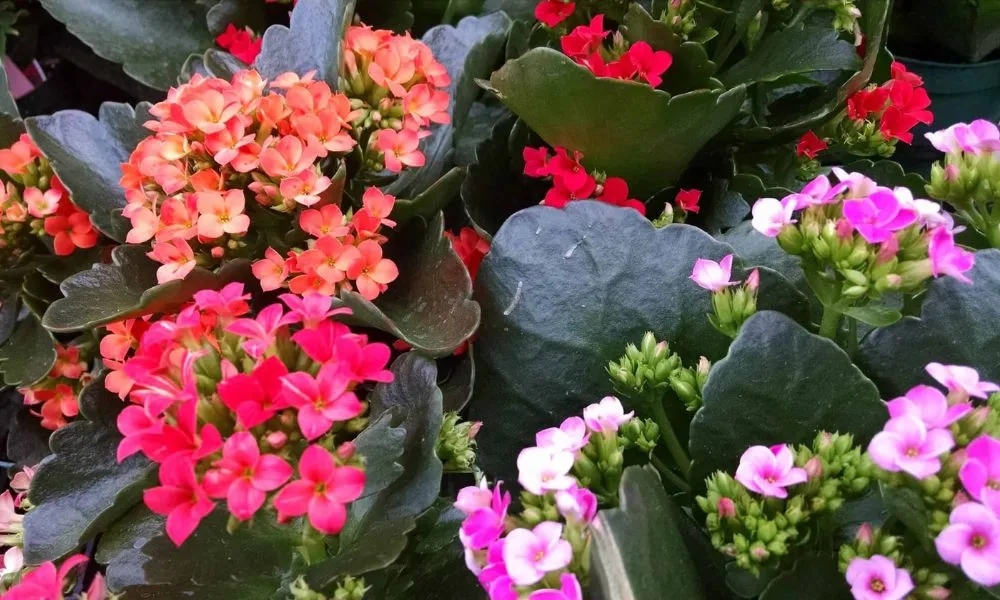 Kỹ thuật trồng cho ra hoa đúng dịp Tết