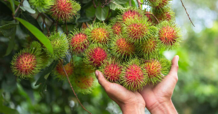 Cách Chăm Sóc Cây Chôm Chôm Toàn Diện Từ Trồng Đến Thu Hoạch