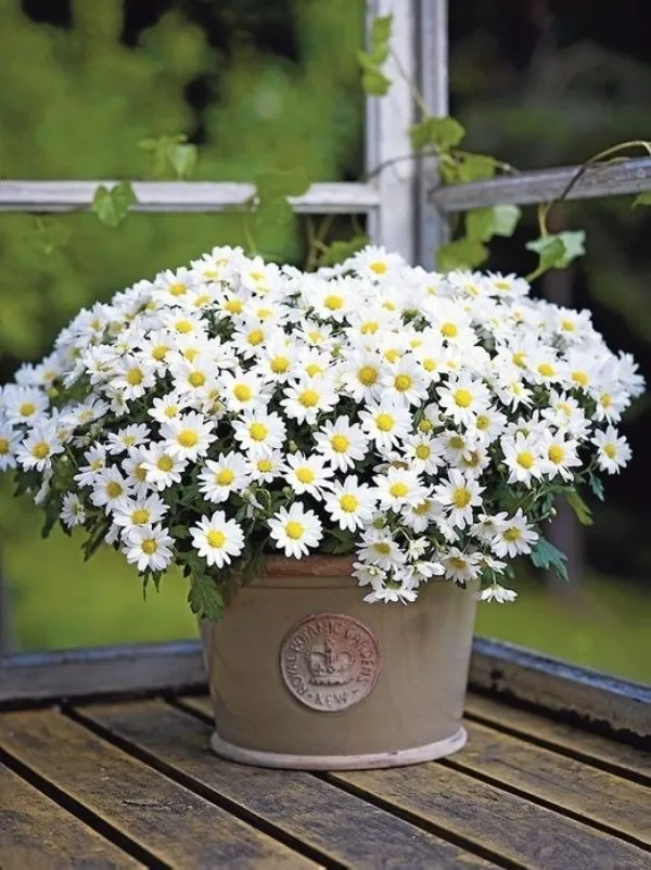Kỹ thuật trồng cúc họa mi trong chậu chi tiết