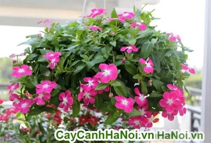 Kỹ thuật Trồng Hoa Dừa Cạn Rủ Bằng Hạt