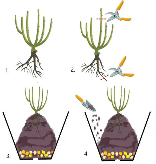 Kỹ thuật trồng hoa hồng bằng thân rễ tươi cắt cành để rễ cây xòe đều