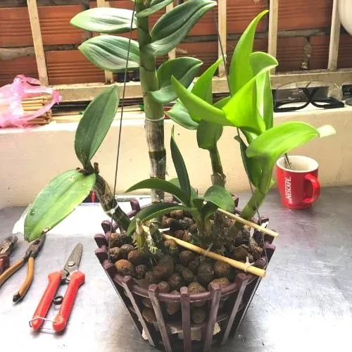 Kỹ thuật trồng hoa phong lan trong chậu chi tiết