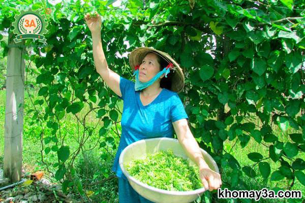 Cách Trồng Cây Bông Thiên Lý Chi Tiết Và Kỹ Thuật Chăm Sóc Đạt Năng Suất Cao