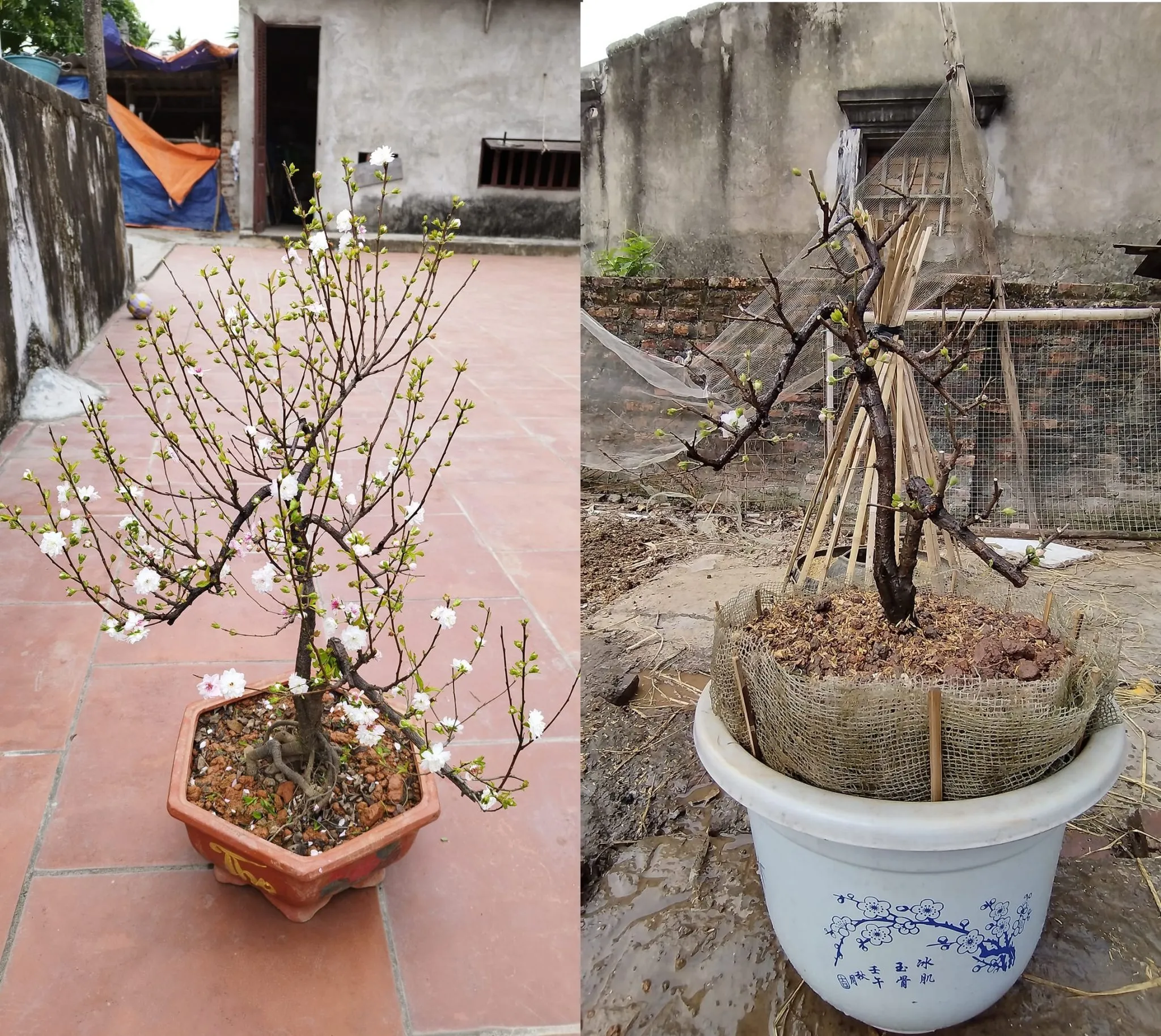 Kỹ Thuật Trồng Lại Cây Mai Trắng Vào Chậu Sau Tết: Đảm Bảo Độ Ẩm và Thoát Nước