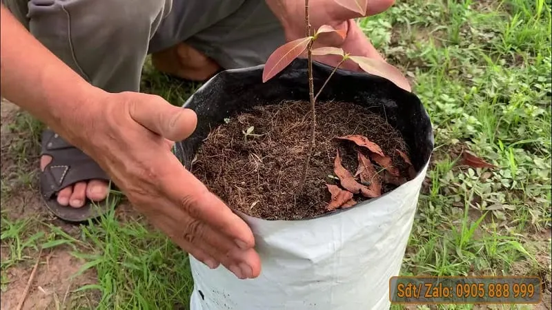 Kỹ thuật trồng mai vàng con trong chậu để dễ dàng di chuyển và chăm sóc