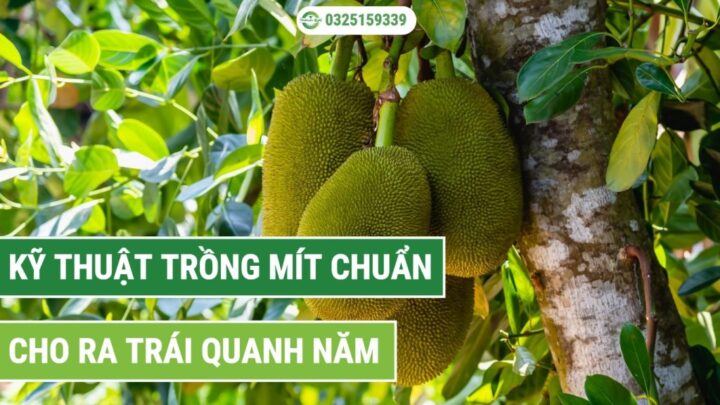 Cách Chăm Sóc Cây Mít Mới Trồng: Kỹ Thuật Toàn Diện Cho Năm Đầu Tiên