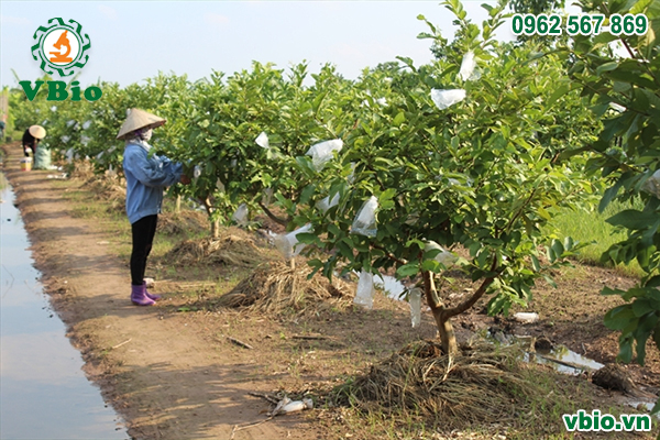 Cách Trồng Cây Ổi: Kỹ Thuật Toàn Diện Từ A Đến Z