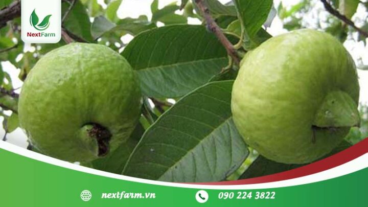 Cách Trồng Và Chăm Sóc Cây Ổi Đạt Năng Suất Cao, Chất Lượng