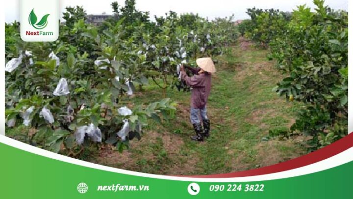 Cách Trồng Và Chăm Sóc Cây Ổi Đạt Năng Suất Cao, Chất Lượng