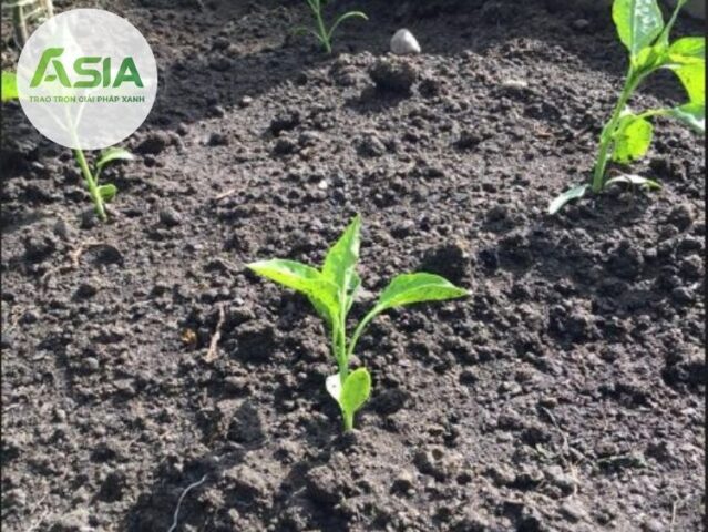 Cách Trồng Cây Ớt Con: Hướng Dẫn Chi Tiết Từ Gieo Hạt Đến Chăm Sóc Vững Vàng