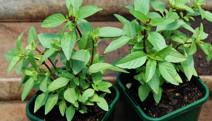 Cách Chăm Sóc Cây Rau Húng Quế Toàn Diện Tươi Tốt Quanh Năm