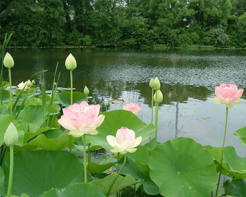 Cách Trồng Hoa Sen Trong Ao Đạt Chuẩn: Hướng Dẫn Chi Tiết Từ A Đến Z