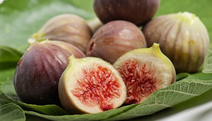 Kỹ thuật trồng sung Mỹ bằng hạt chi tiết