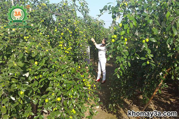 Cách Trồng Cây Táo Thái: Hướng Dẫn Kỹ Thuật Toàn Diện Từ A Đến Z