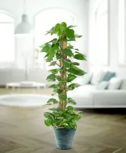 Kỹ thuật trồng trầu bà leo cột chi tiết